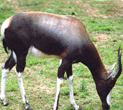 GENÇ CEYLAN (Damaliscos dorcas)