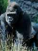 GORİL (Gorilla gorilla)