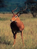 İMPALA (Aepyceros melampus)