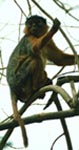 KIRMIZI COLOBUS (Colobus badius)