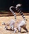 MADAGASKAR MAYMUNU