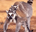 MADAGASKAR MAYMUNU