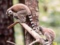 MADAGASKAR MAYMUNU