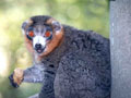 MONGO (Lemur mongos)