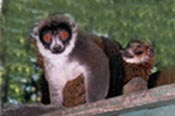 MONGO (Lemur mongos)