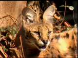SERVAL (Felis Serval)