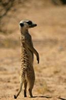 SÜRİKAT (suricata suricatta)