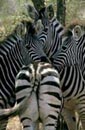 GREVY ZEBRASI (Equus grevyi)